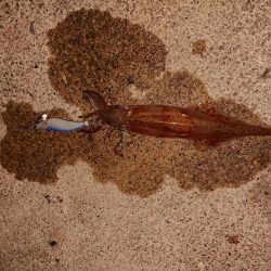 いつもの小さな漁港で